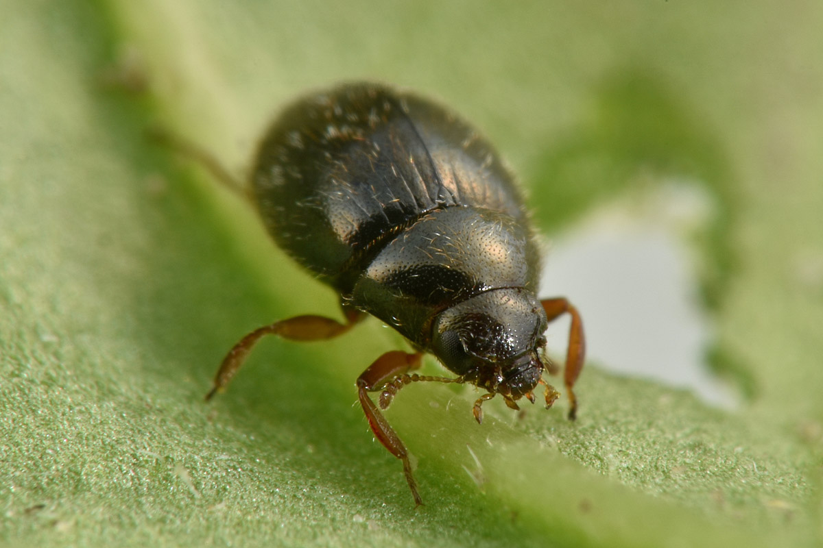 Byrrhidae: Simplocaria sp.?  S, Simplocaria semistriata